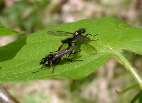 Bibio lanigerus